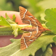Panotima angularis