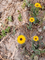 Bitterweed (Picridium)
