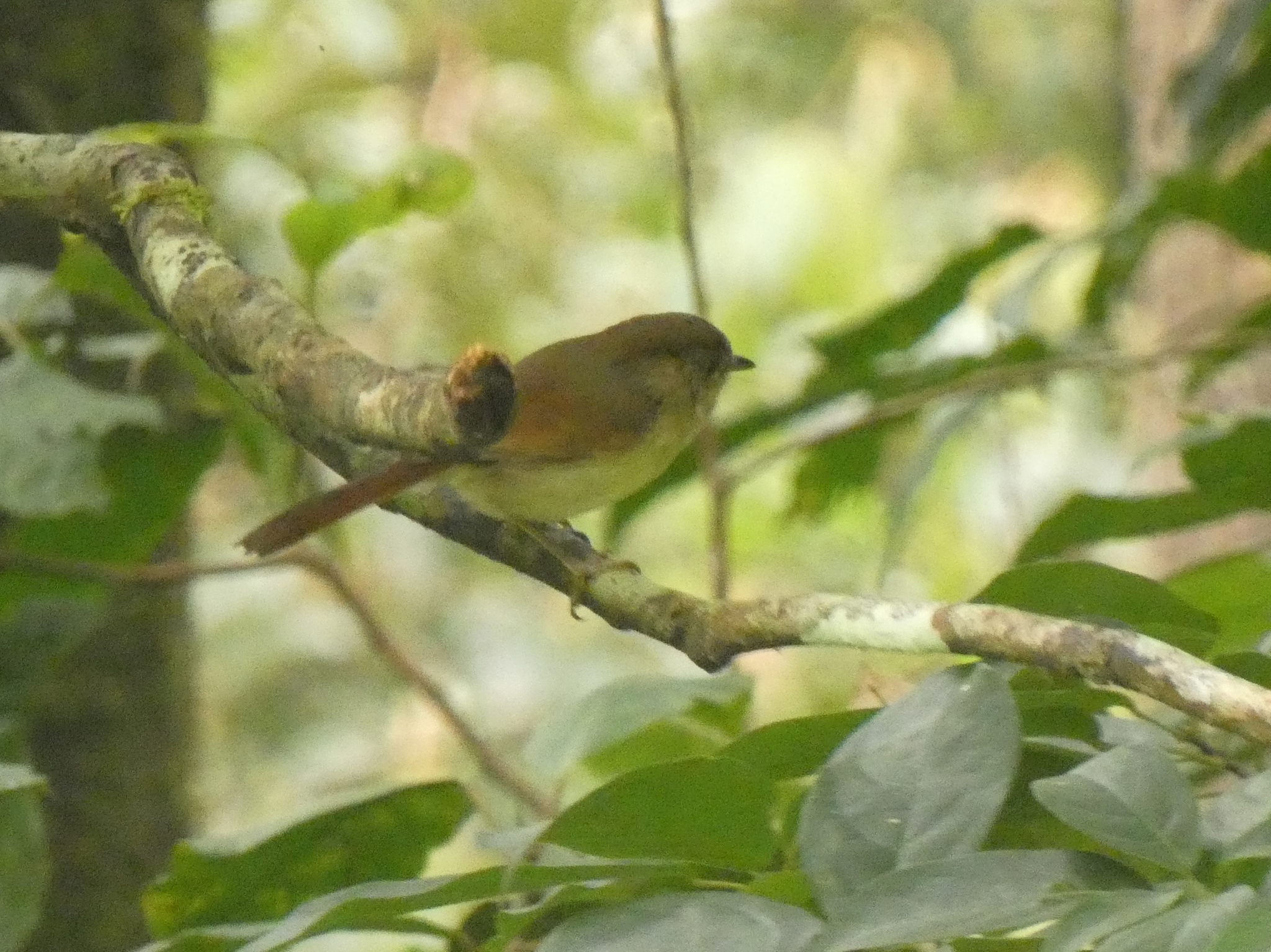 Javan Fulvetta illustration