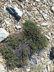 Cliffortia weimarckii