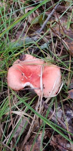 Russula subemetica image