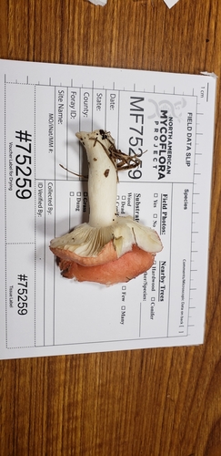 Russula subemetica image