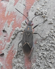 Boisea fulcrata fulcrata