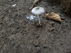 Lanatulae