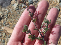 Cliffortia weimarckii