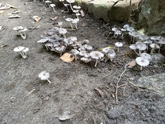 Lanatulae