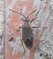 Boisea fulcrata fulcrata