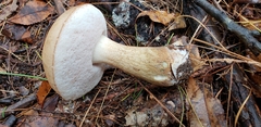 Tylopilus felleus image