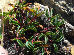 Oxalis stokoei