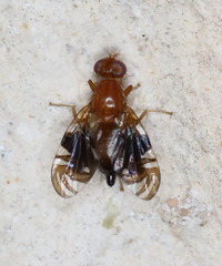 Parastenopa limata