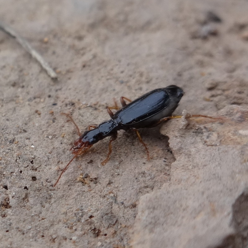 Mimodromius