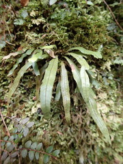 Notogrammitis pseudociliata