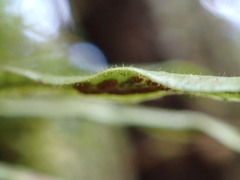 Notogrammitis pseudociliata
