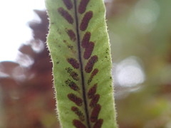 Notogrammitis pseudociliata
