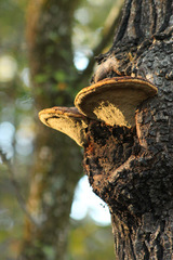 Phellinus everhartii