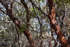Arctostaphylos glauca