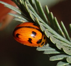 Peltoschema oceanicum