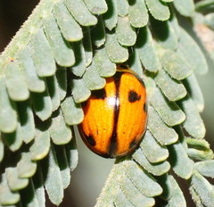 Peltoschema oceanicum