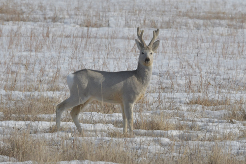Eastern Roe Deer, Доволенский р-н, Новосибирская обл., Россия, photo 8 of 10