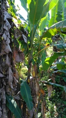 Musa balbisiana