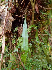 Loxogramme dictyopteris