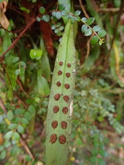 Loxogramme dictyopteris