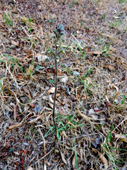 Sarcoglottis schaffneri