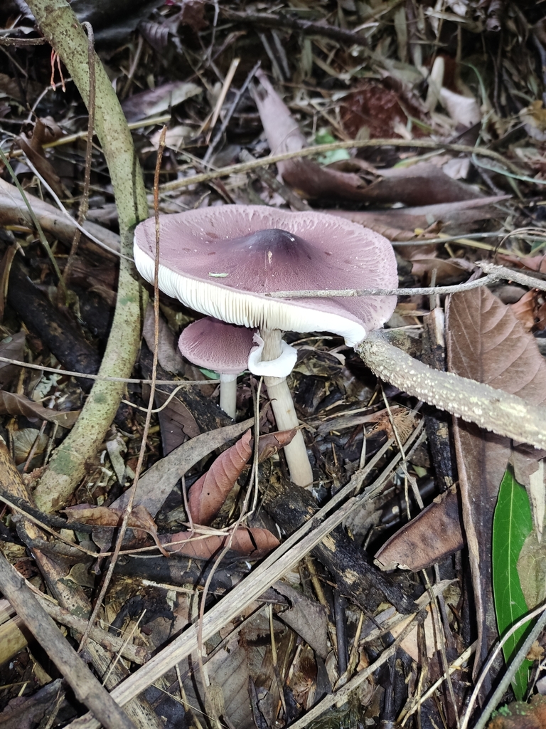 Leucocoprinus lilaceus · April 2022 · photo: © lucasmantelo (iNaturalist, cc-by)