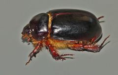 Pericoptus