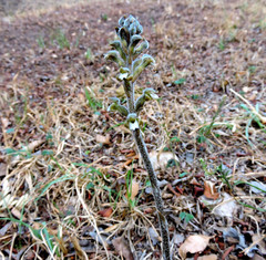 Sarcoglottis schaffneri