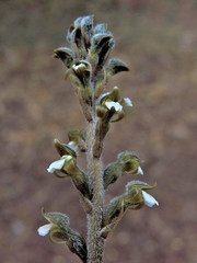 Sarcoglottis schaffneri