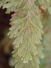 Hymenophyllum frankliniae