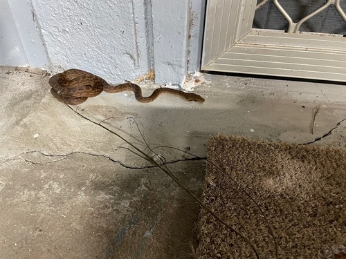 Australian Scrub Python sighting