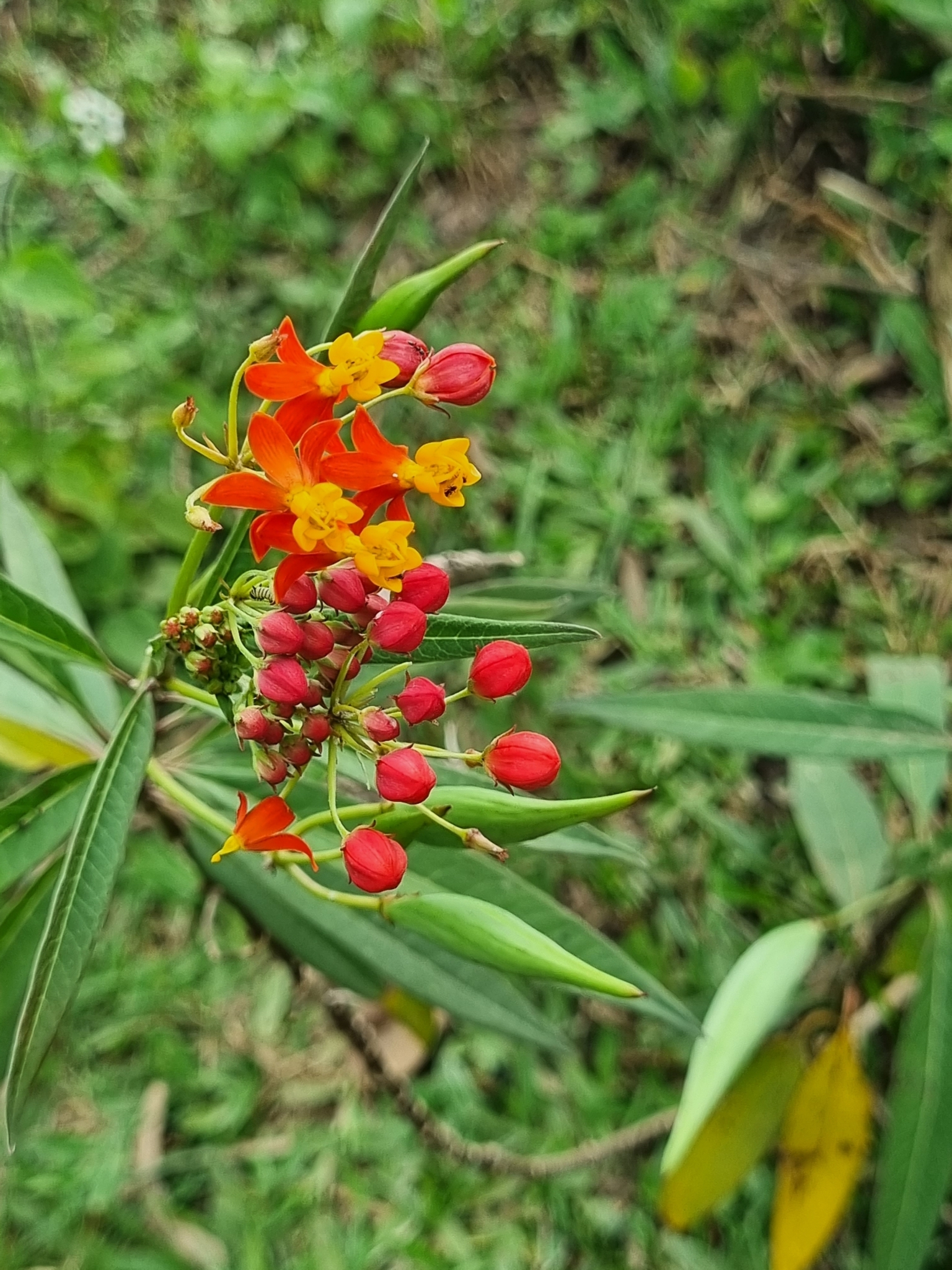Asclepias curassavica