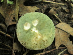 Russula parvovirescens
