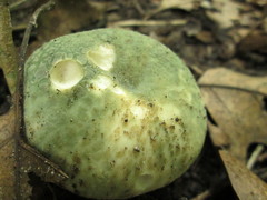 Russula parvovirescens