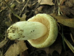 Russula parvovirescens