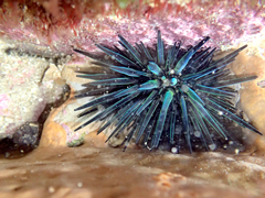 Stomopneustes variolaris