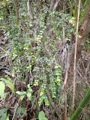 Metrosideros colensoi