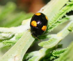 Peltoschema tetraspilotum