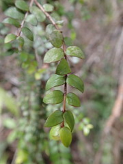 Metrosideros colensoi