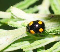 Peltoschema tetraspilotum