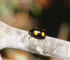 Peltoschema tetraspilotum