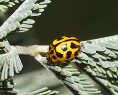 Peltoschema oceanicum