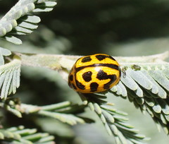 Peltoschema oceanicum