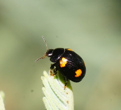 Peltoschema tetraspilotum