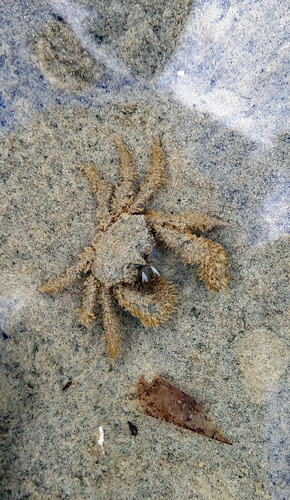 Halicarcinus whitei