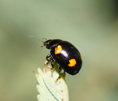 Peltoschema tetraspilotum