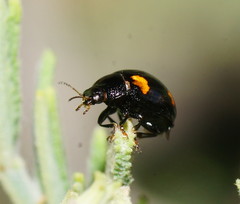 Peltoschema tetraspilotum