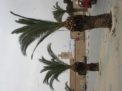 Phoenix canariensis image